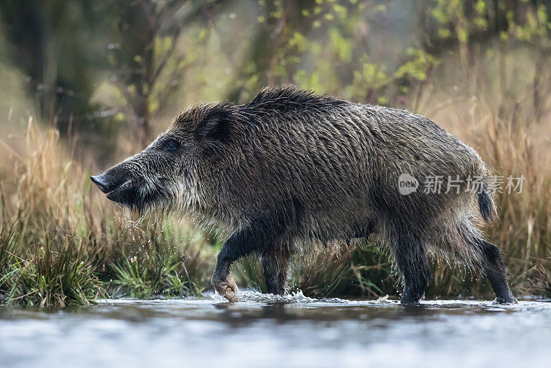 野猪(Sus scrofa)，欧亚野猪。